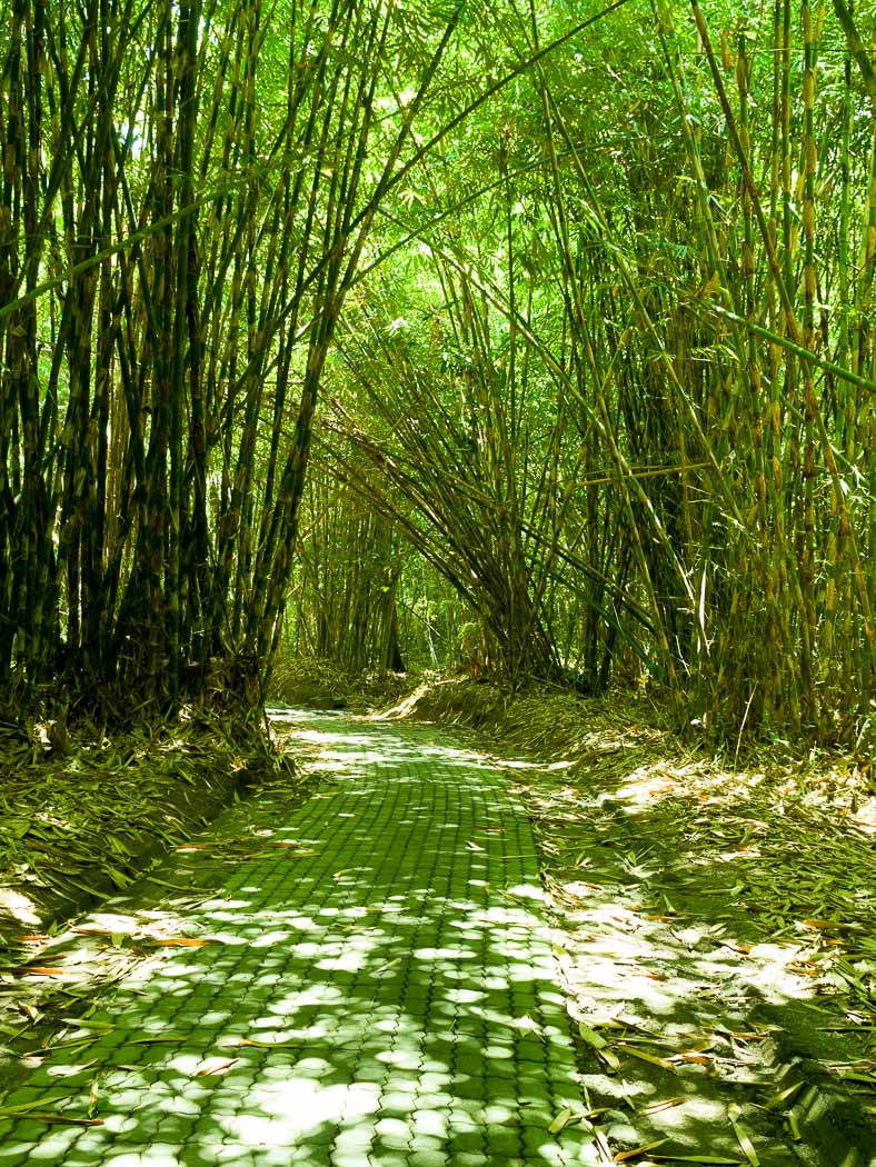 プンリプラン村の竹林